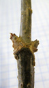 elder (sambucus nigra), axillary bud; buds are only encased by bud scales at the ground, lenticels big and warty. 2009-01-26, Pentax W60. keywords: sambucus vulgaris, sureau, seu, sambuco